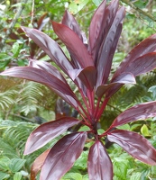 Purple tropical plant